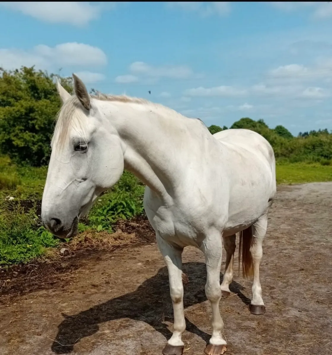 THI LE ONE BROODMARE - Image 1