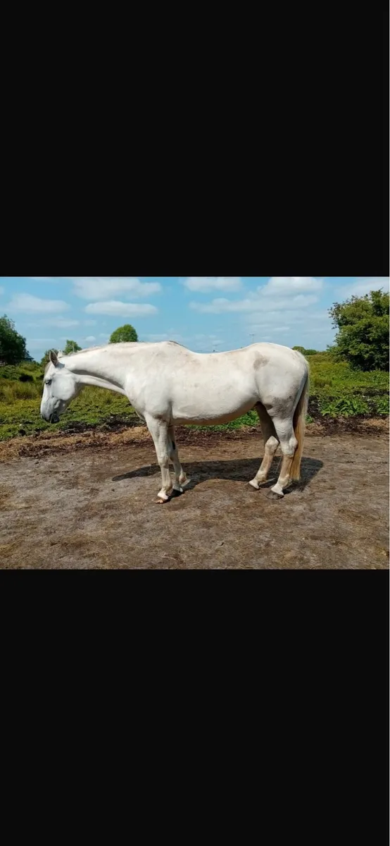 THI LE ONE BROODMARE - Image 3