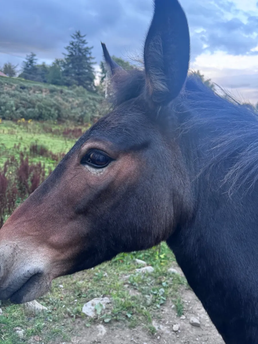 Field Companion - Image 3