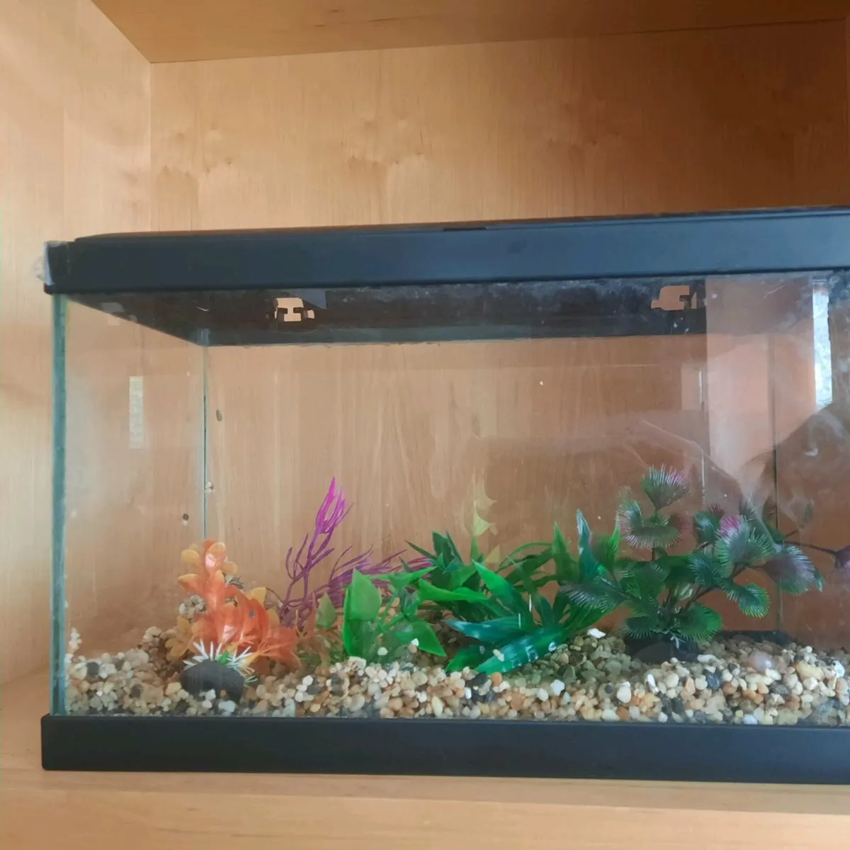 Fish tank and accessories