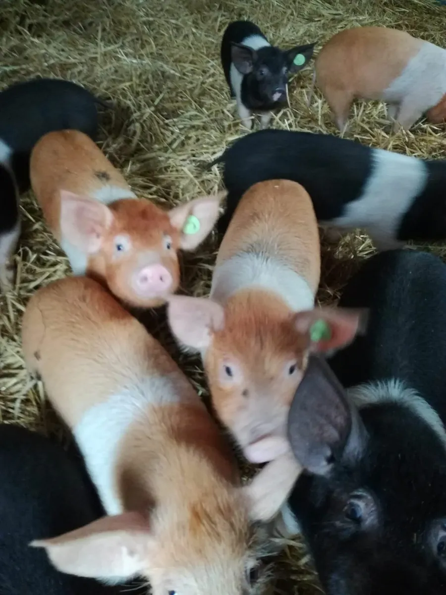 Weaned Piglets. - Image 1