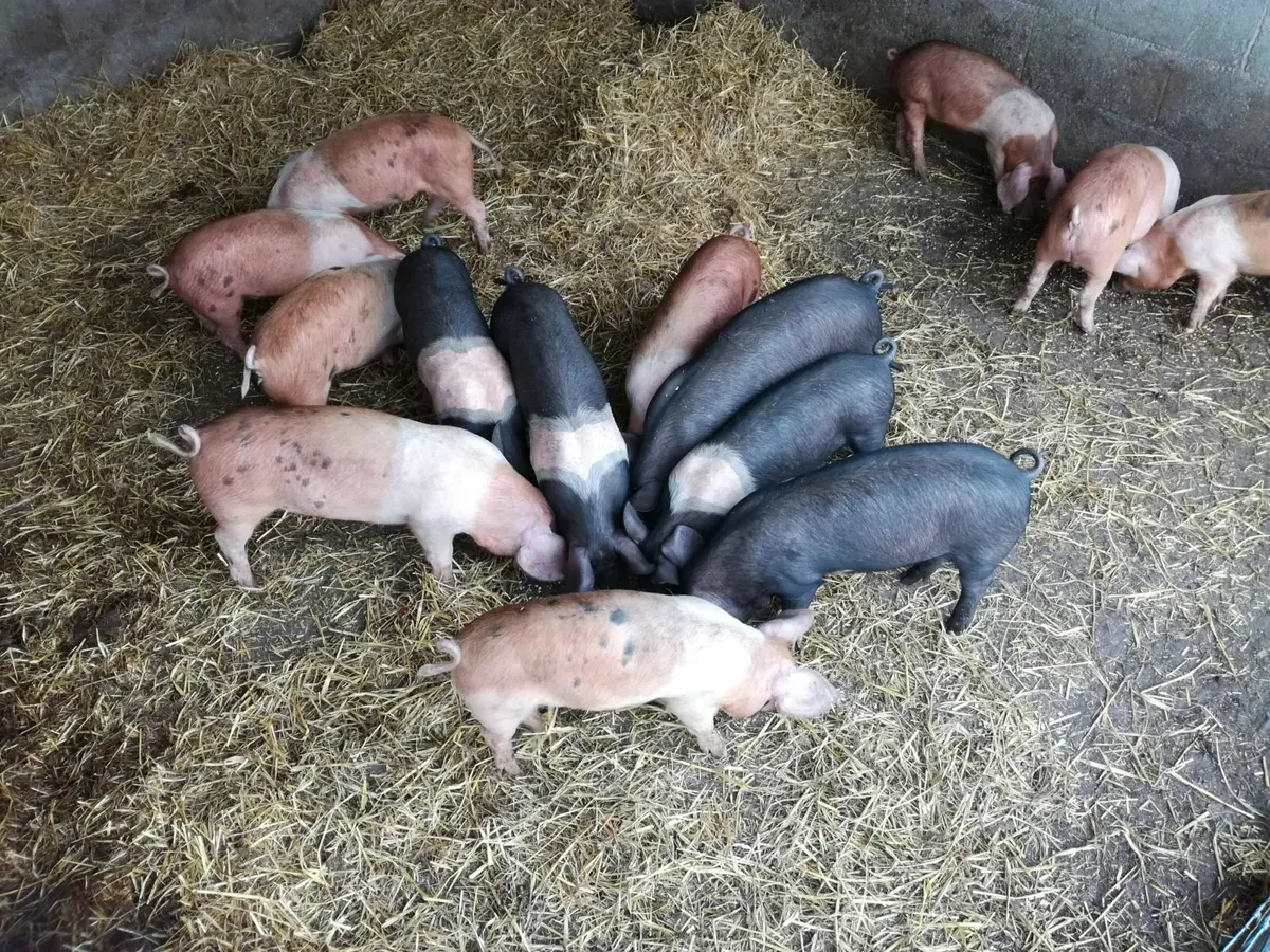 Weaned Piglets. - Image 2