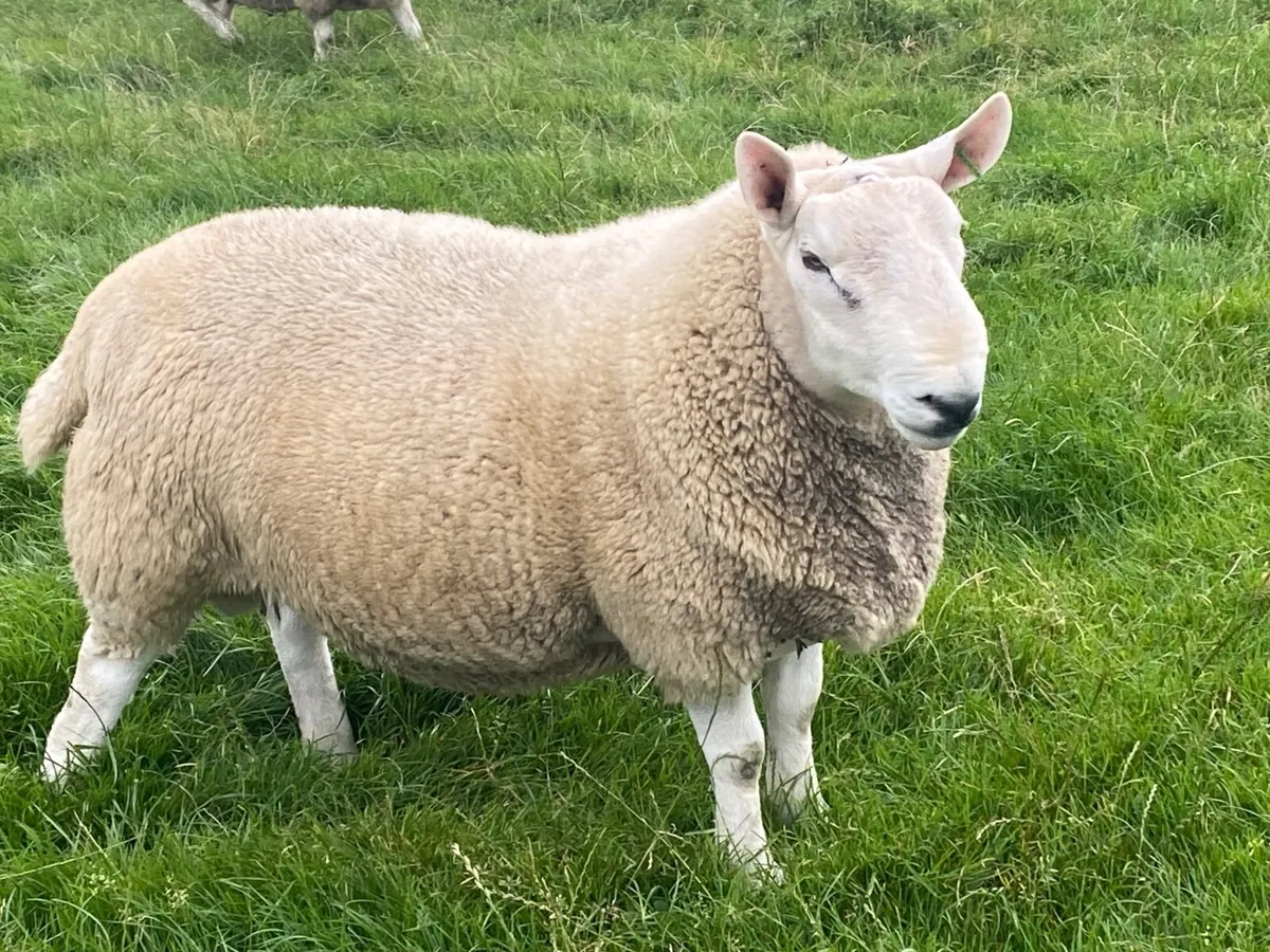 North country Cheviot shearling rams - Image 1