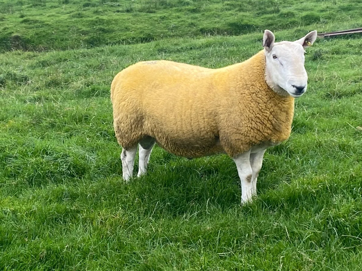 North country Cheviot shearling rams - Image 2