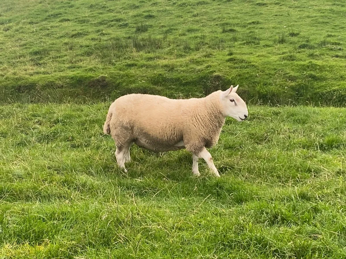 North country Cheviot shearling rams - Image 3