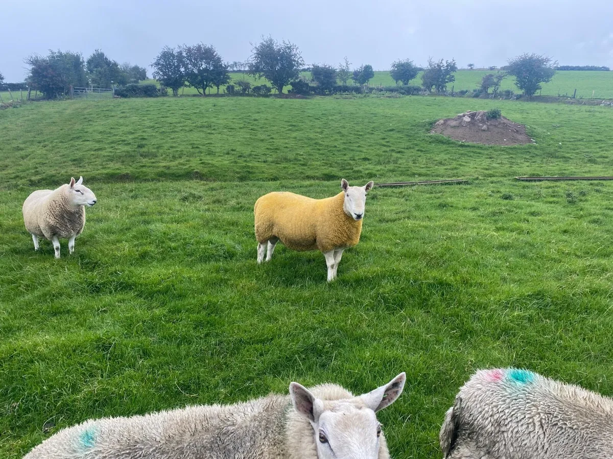 North country Cheviot shearling rams - Image 4