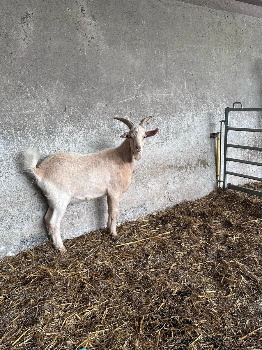 Male Kid Goat - Image 1