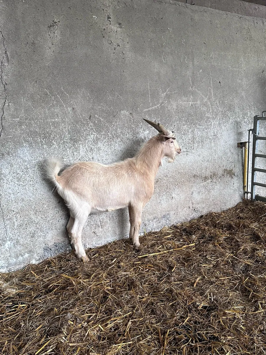 Male Kid Goat - Image 2