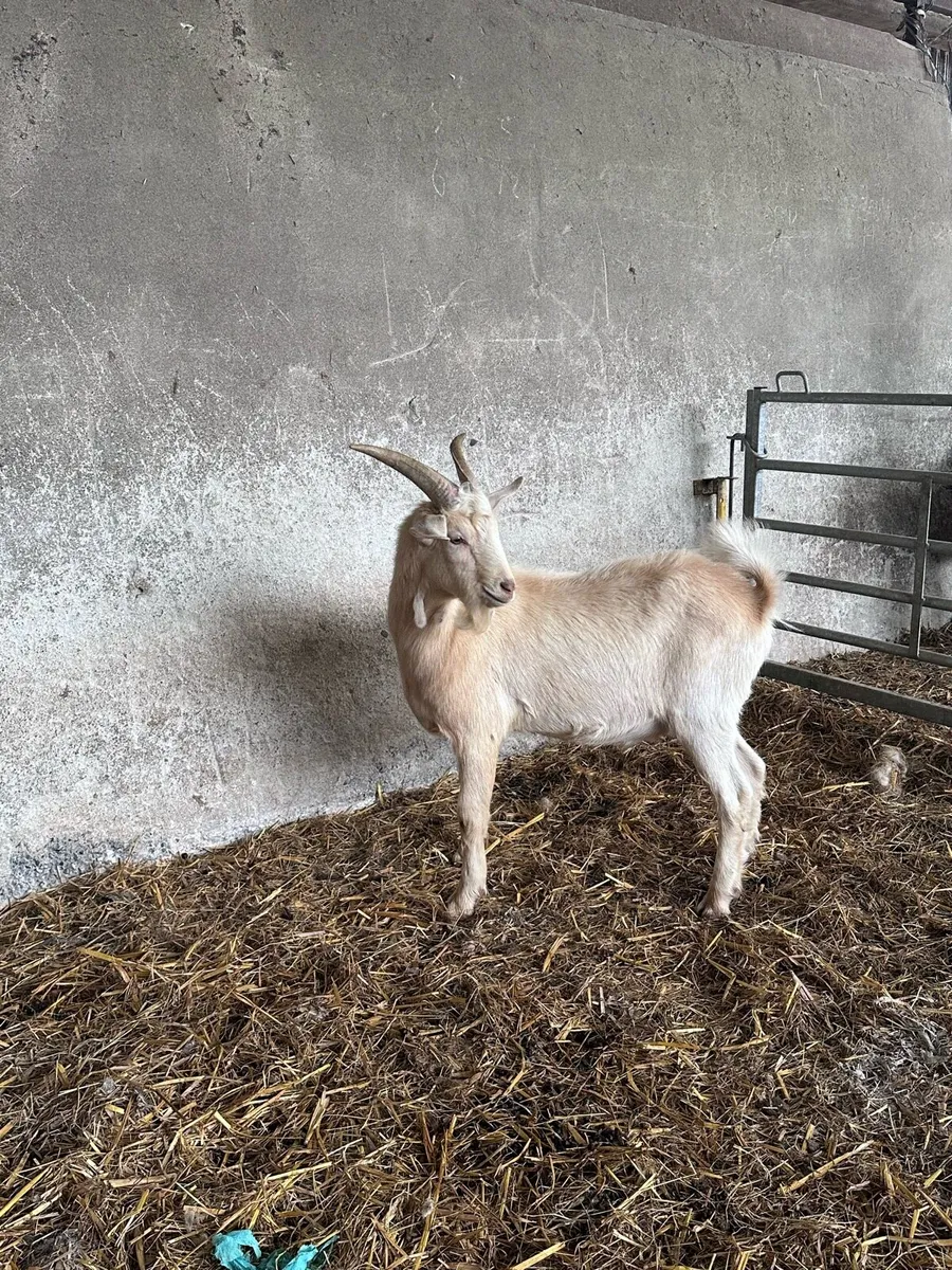 Male Kid Goat - Image 3