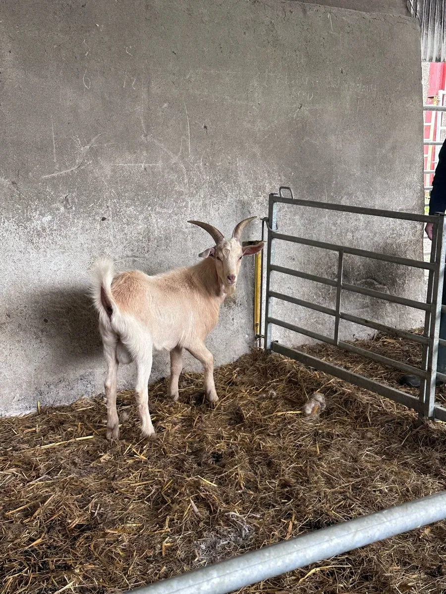 Male Kid Goat - Image 4