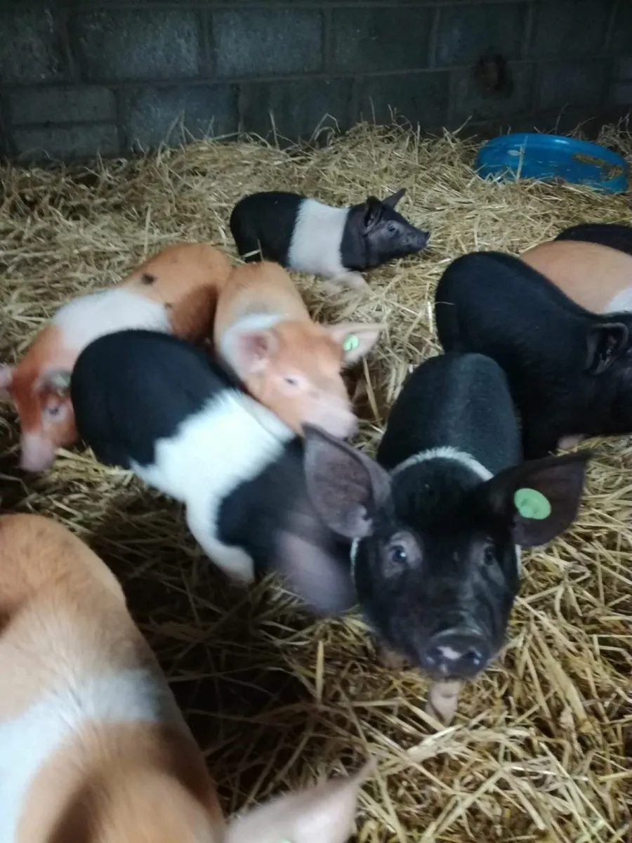 Weaned Piglets. - Image 3