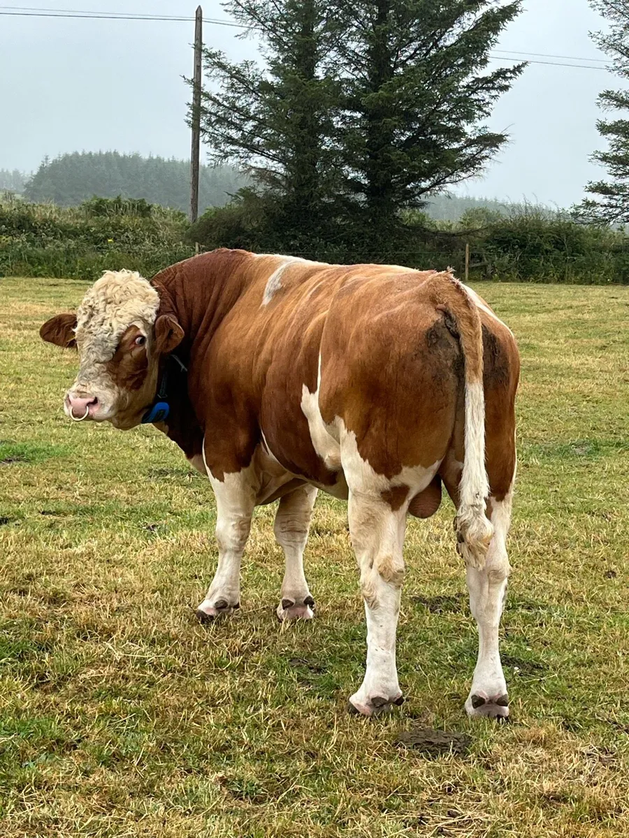 New Calfs for sale - Image 2