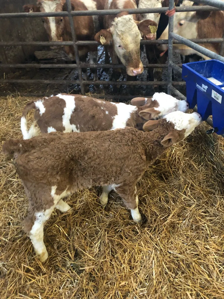 New Calfs for sale - Image 1