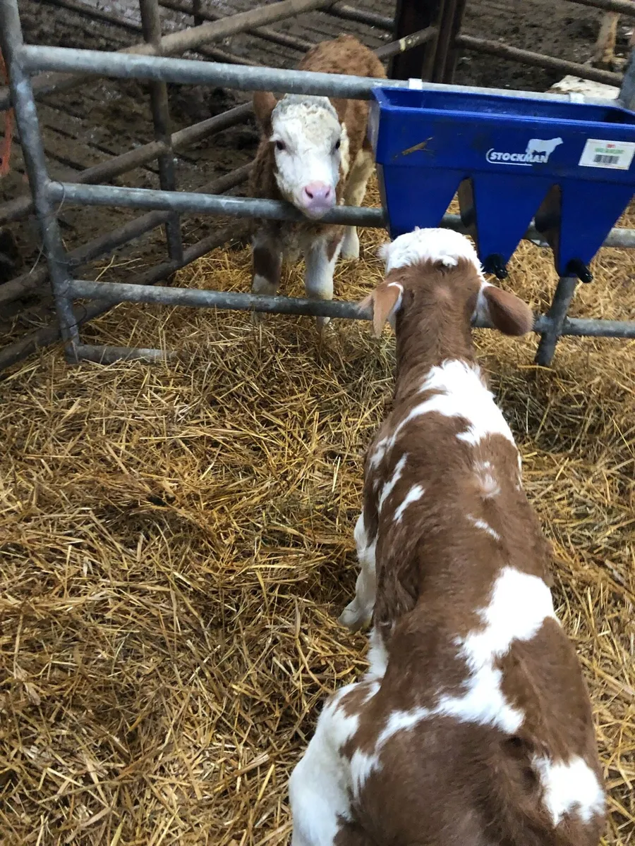 New Calfs for sale - Image 3