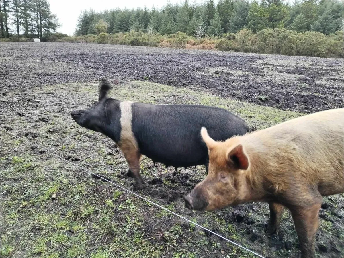 Weaned Piglets. - Image 4