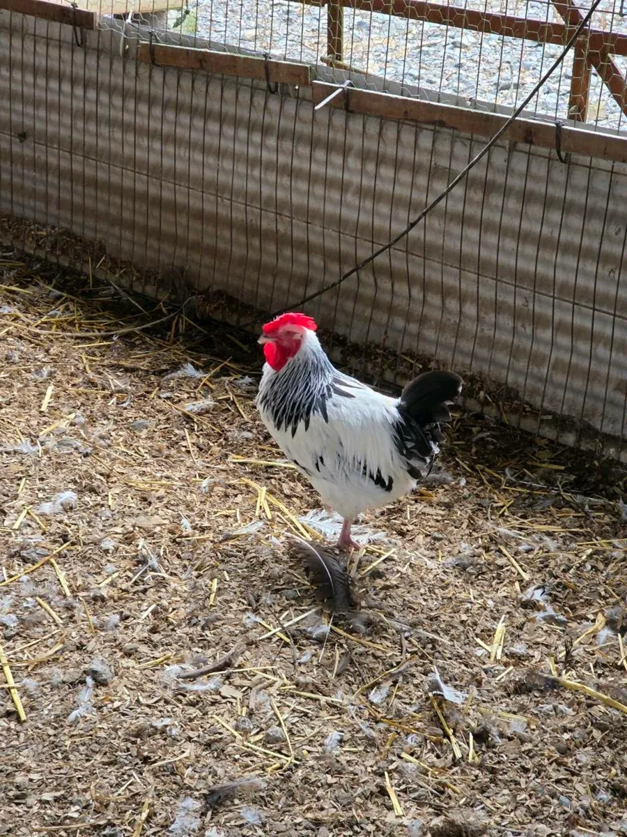 Peafowl and Roosters - Image 1