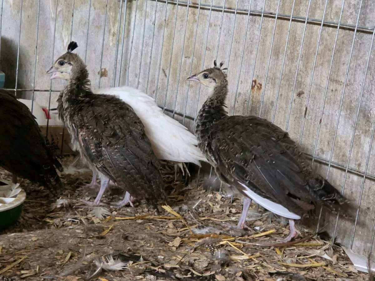 Peafowl and Roosters - Image 3