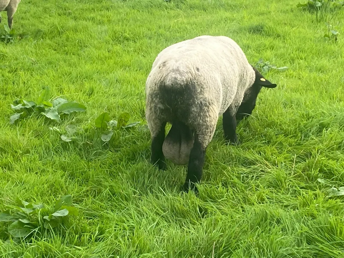 Suffolk ram pure bred - Image 2