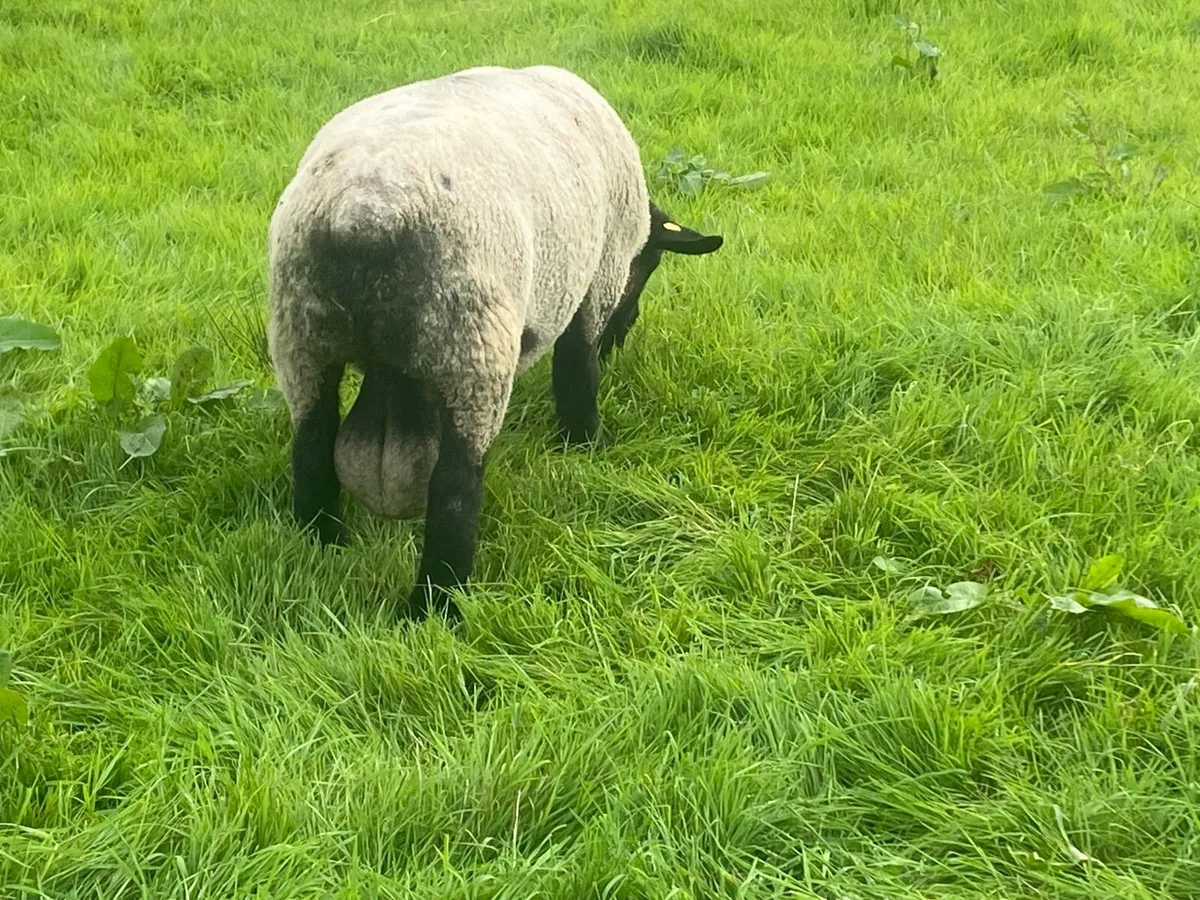 Suffolk ram pure bred - Image 3