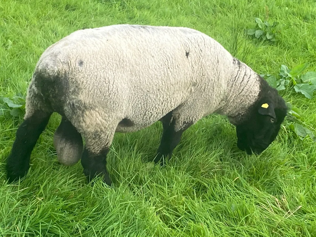 Suffolk ram pure bred - Image 4