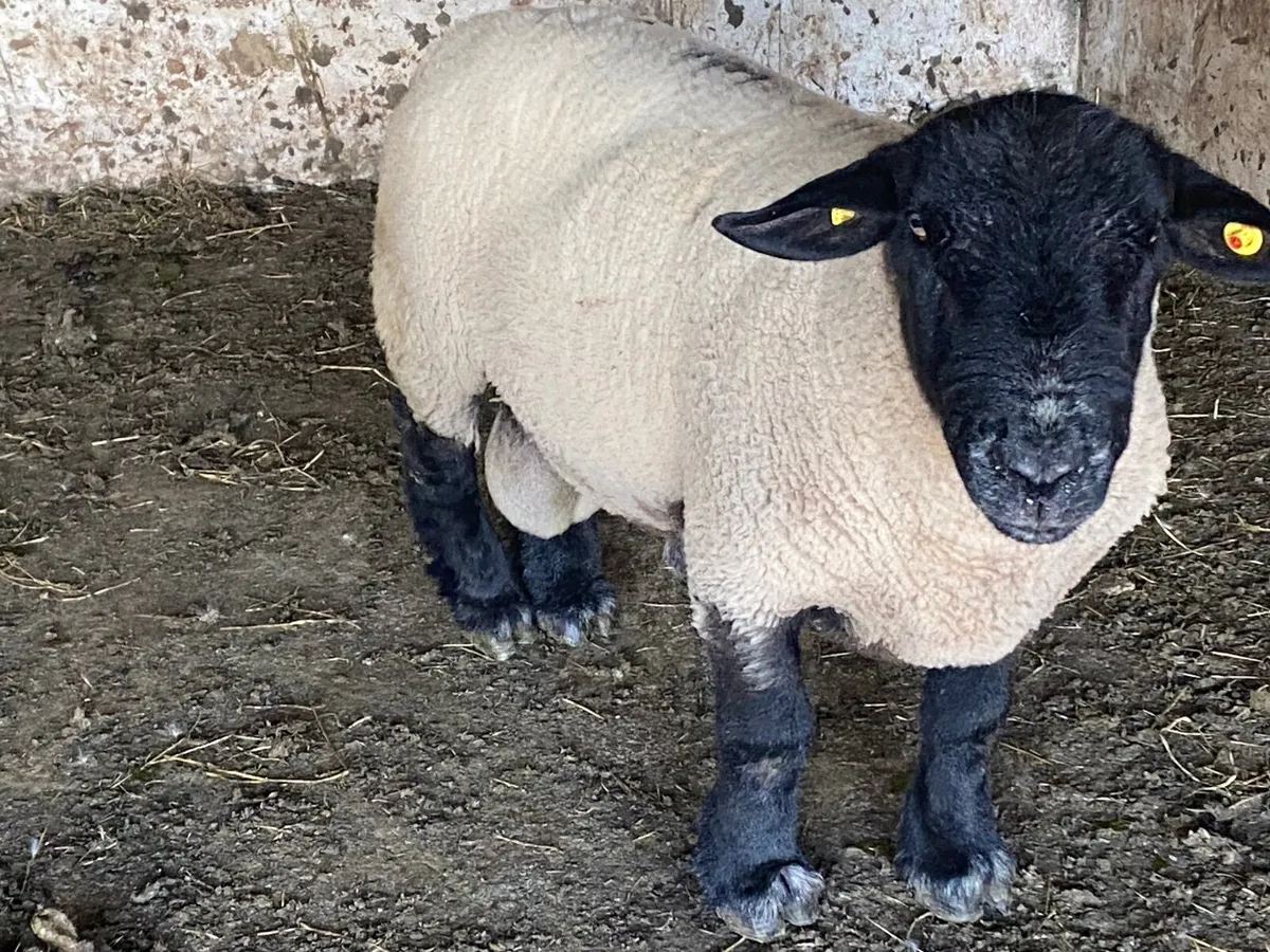 Suffolk ram pure bred - Image 1