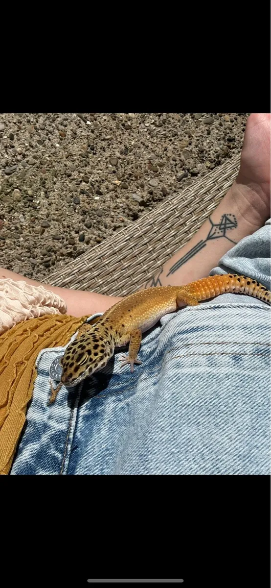 Gecko - Image 1