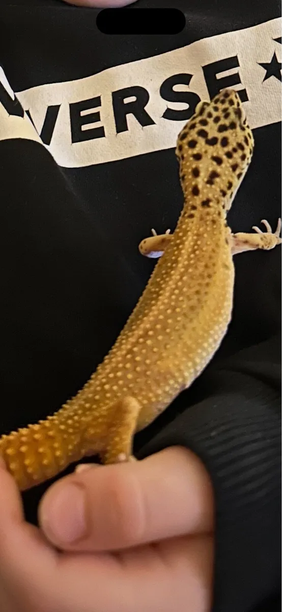 Gecko - Image 2