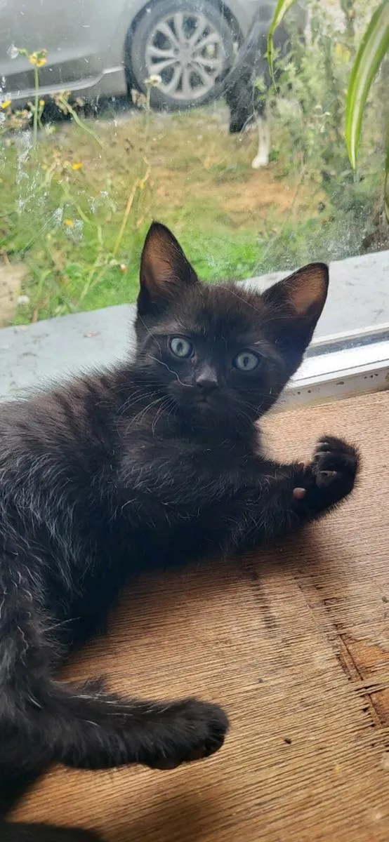 Kittens - Image 1