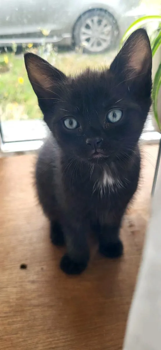 Kittens - Image 2