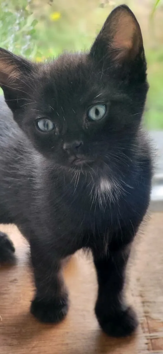 Kittens - Image 3