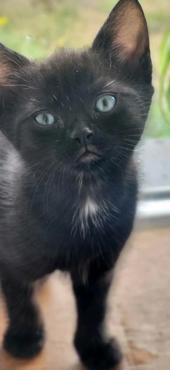 Kittens - Image 4