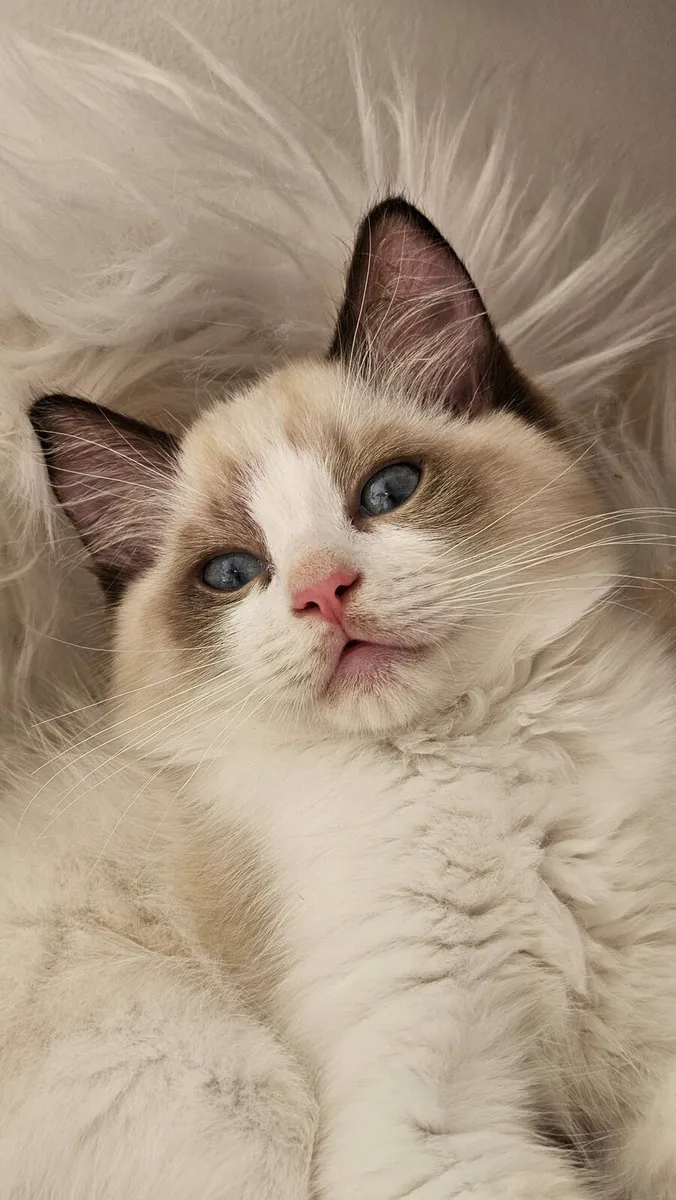 TICA registered ragdoll kittens - Image 2