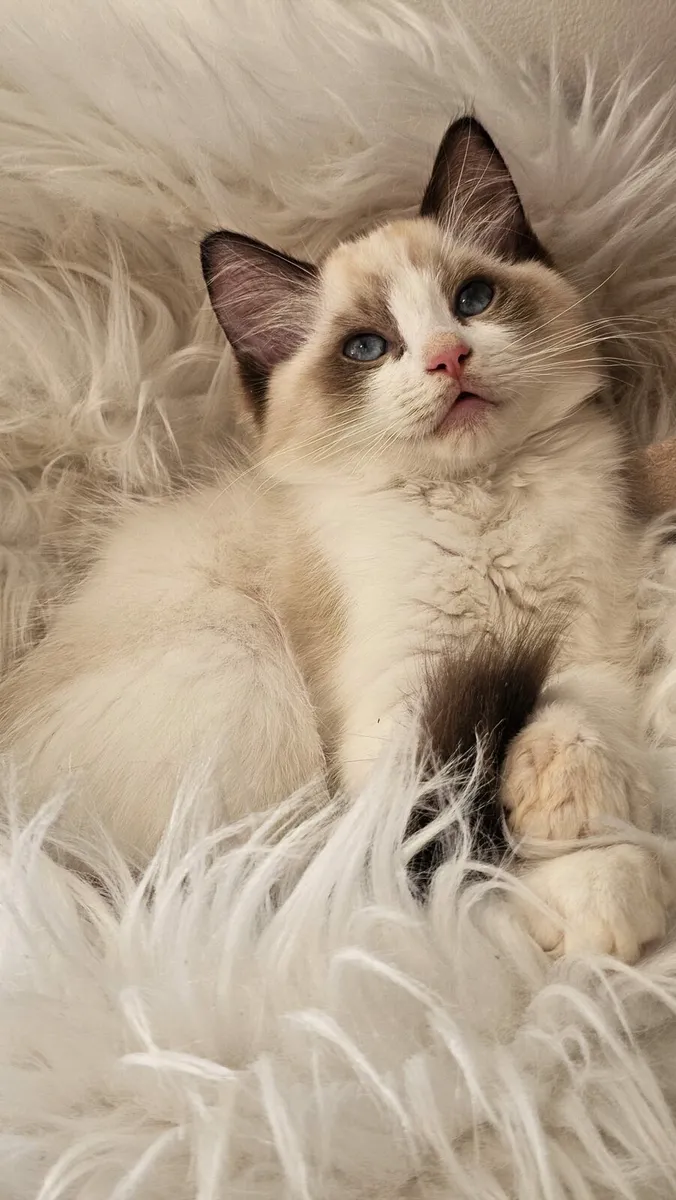 TICA registered ragdoll kittens - Image 3