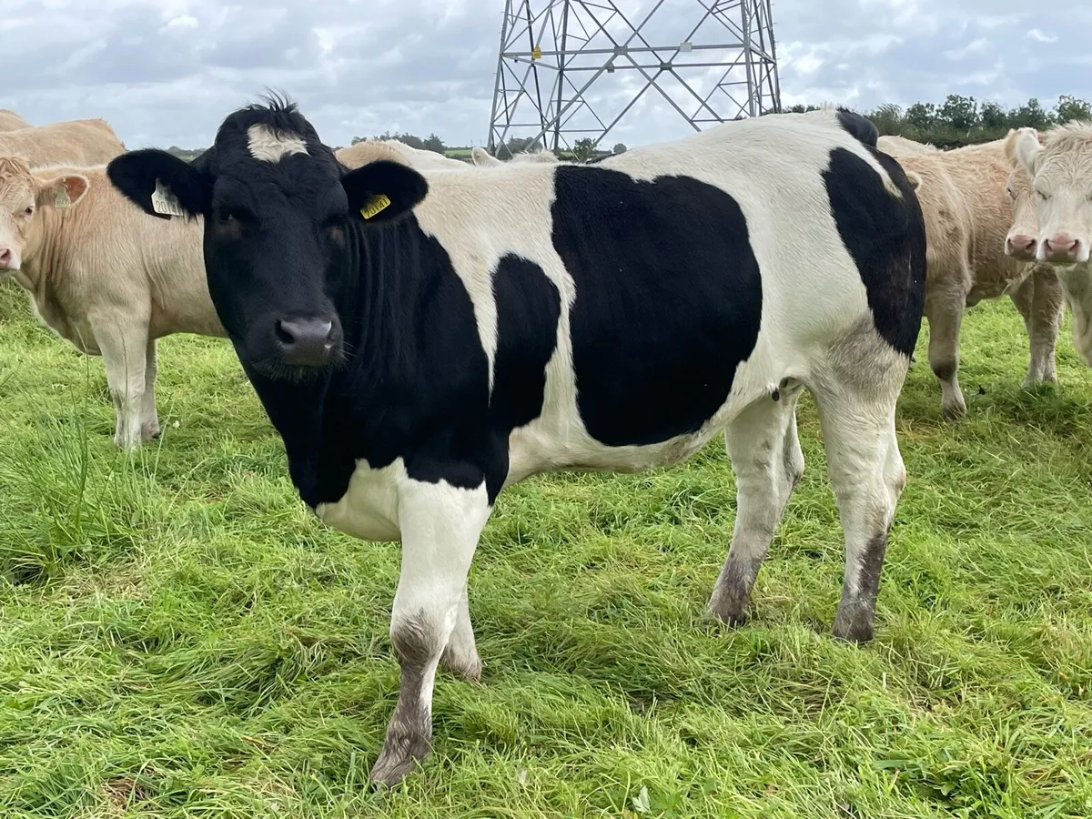 Belgian Blue Heifer For Sale - Image 1