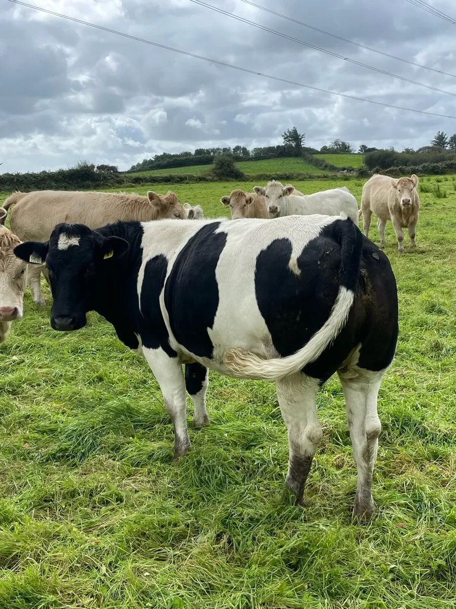 Belgian Blue Heifer For Sale - Image 2