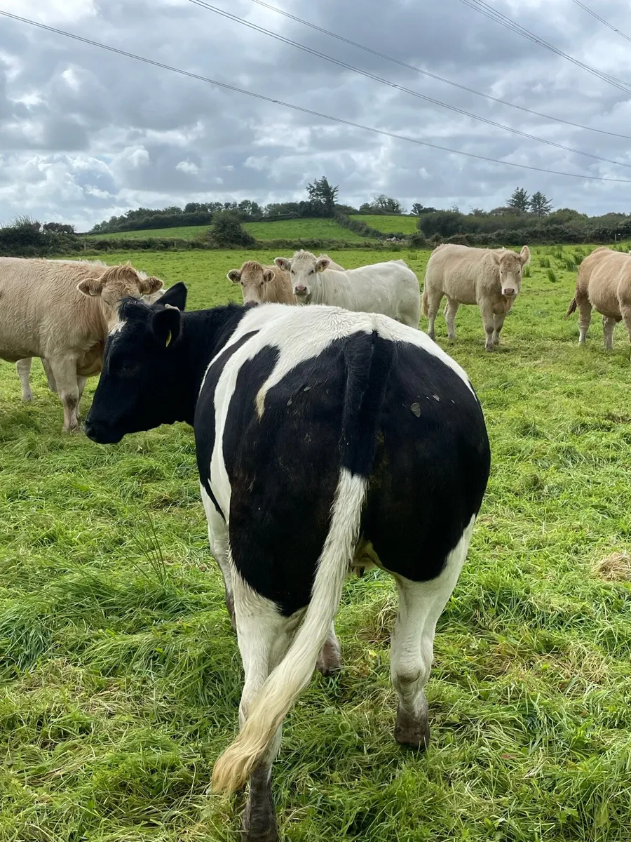 Belgian Blue Heifer For Sale - Image 3