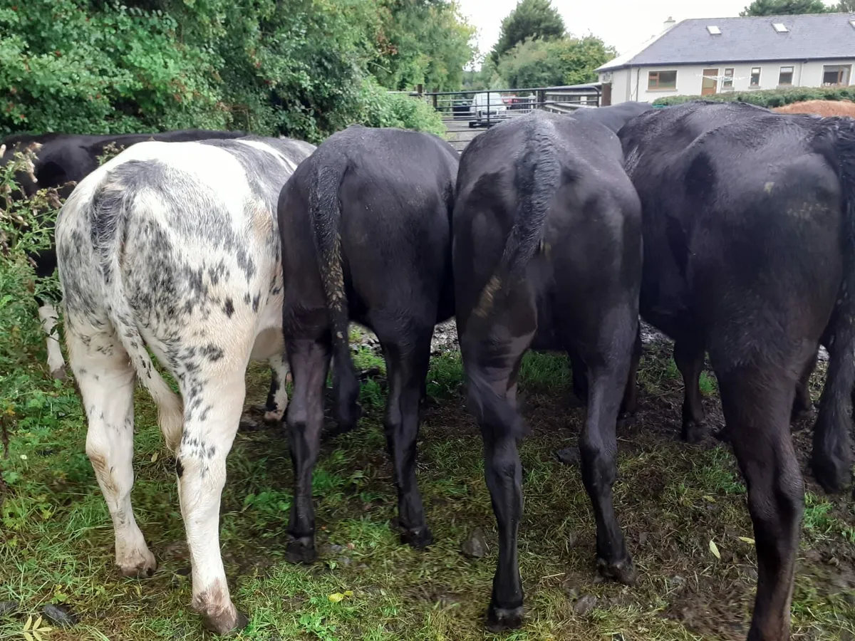 Heifers - Image 2