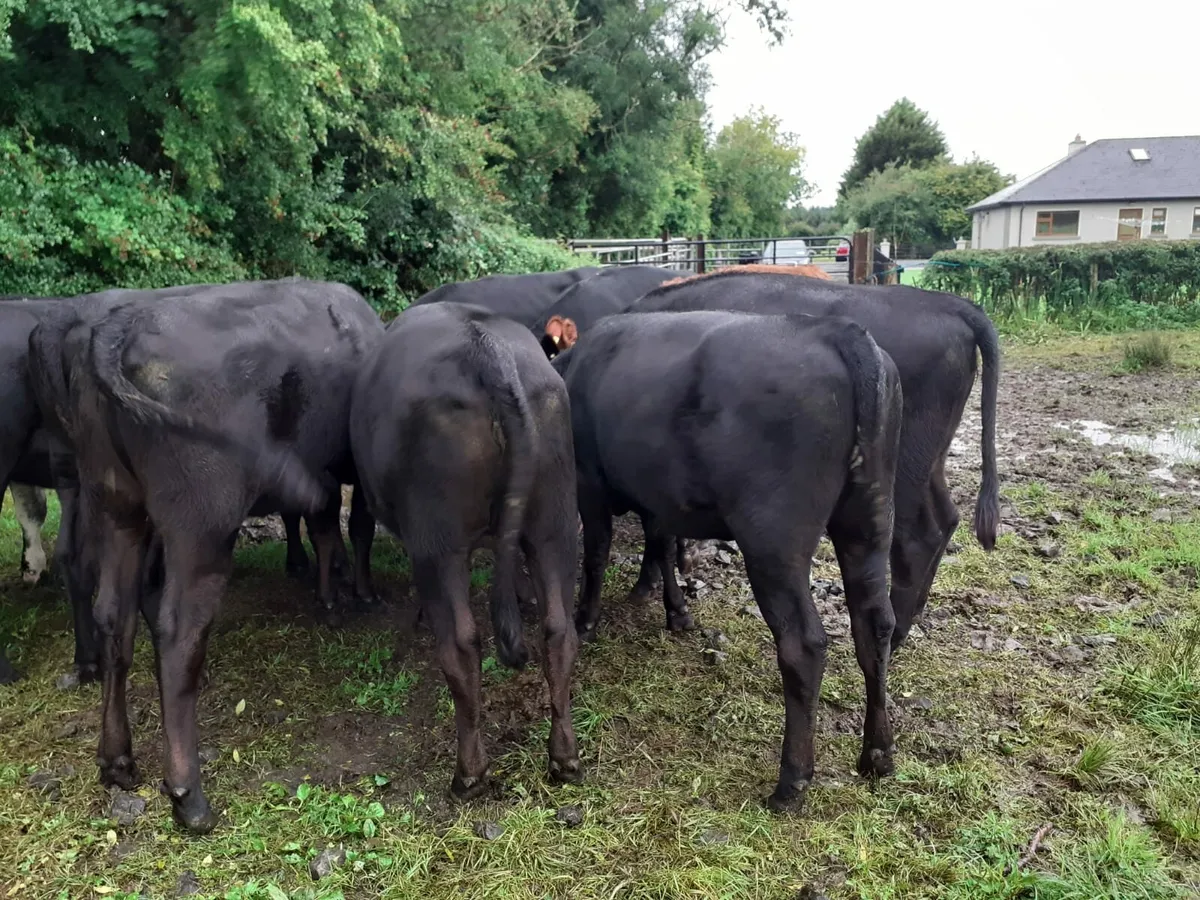 Heifers - Image 3