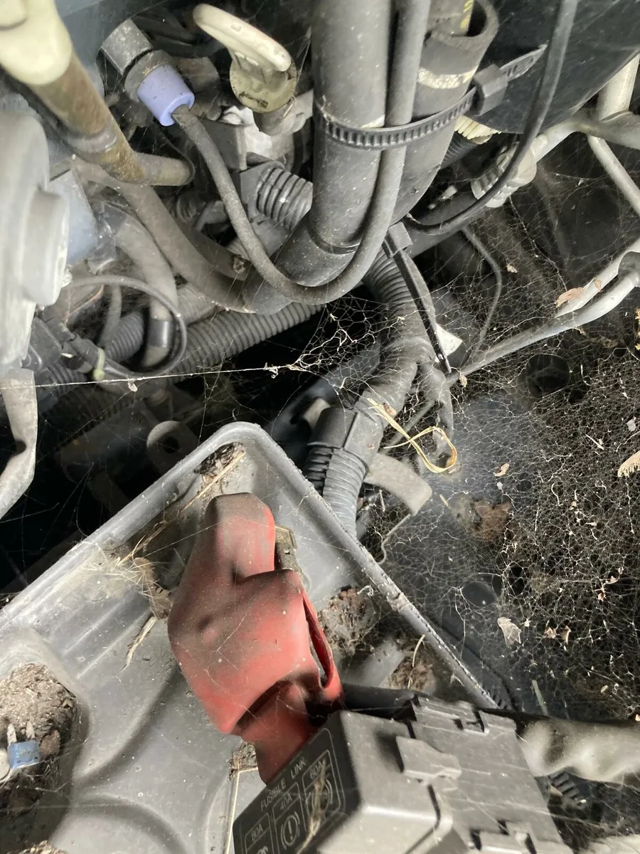 Jeep - Image 4