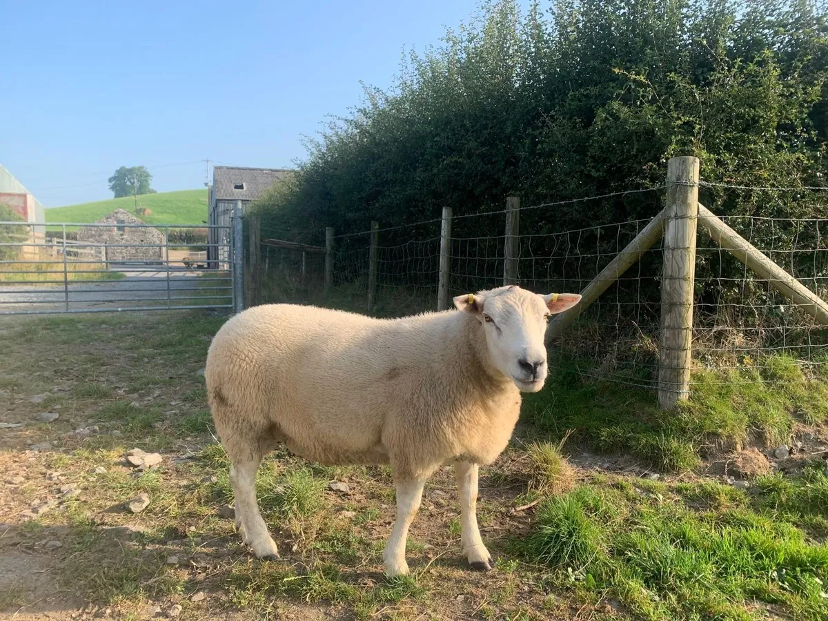Belclare shearling rams - Image 1