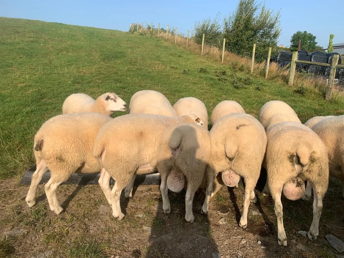 Belclare shearling rams - Image 2