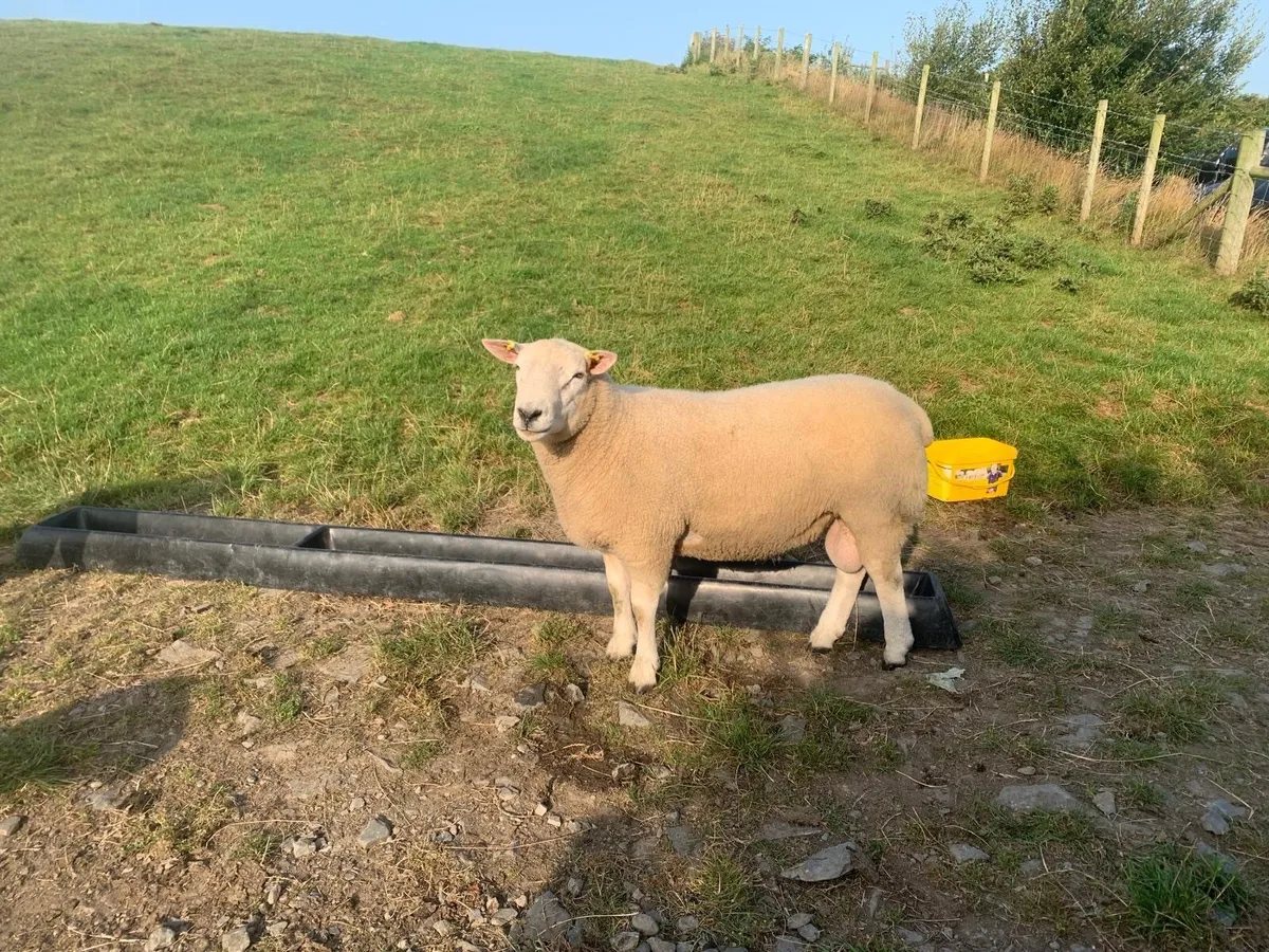 Belclare shearling rams - Image 3