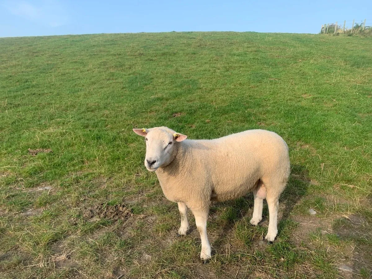 Belclare shearling rams - Image 4