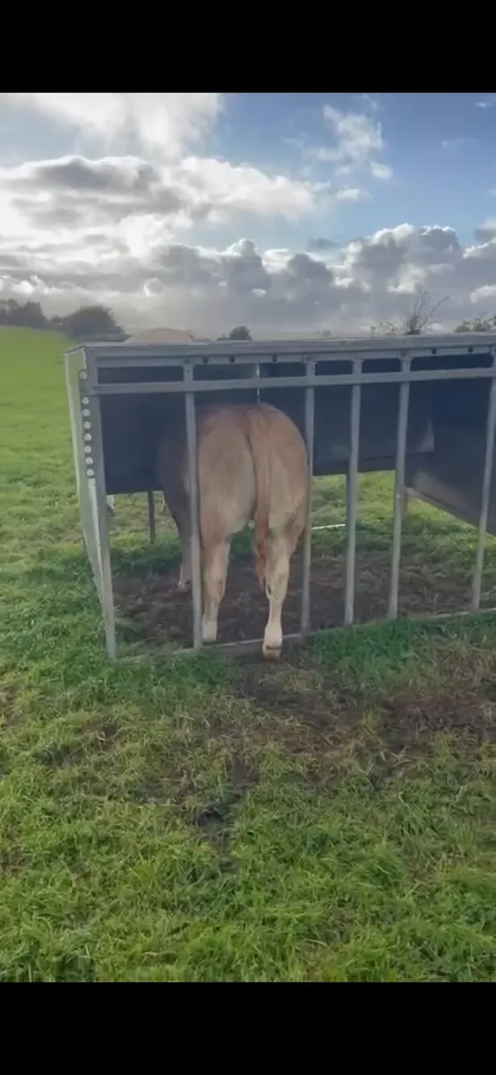 Weanlings - Image 3