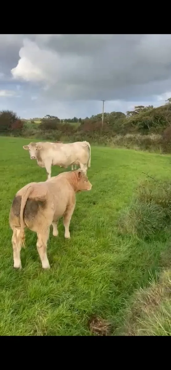 Weanlings - Image 4