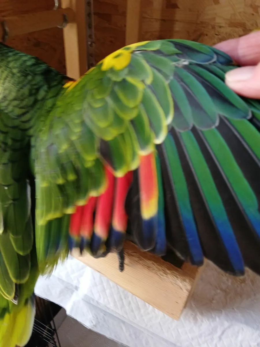 Amazon parrot - Image 4