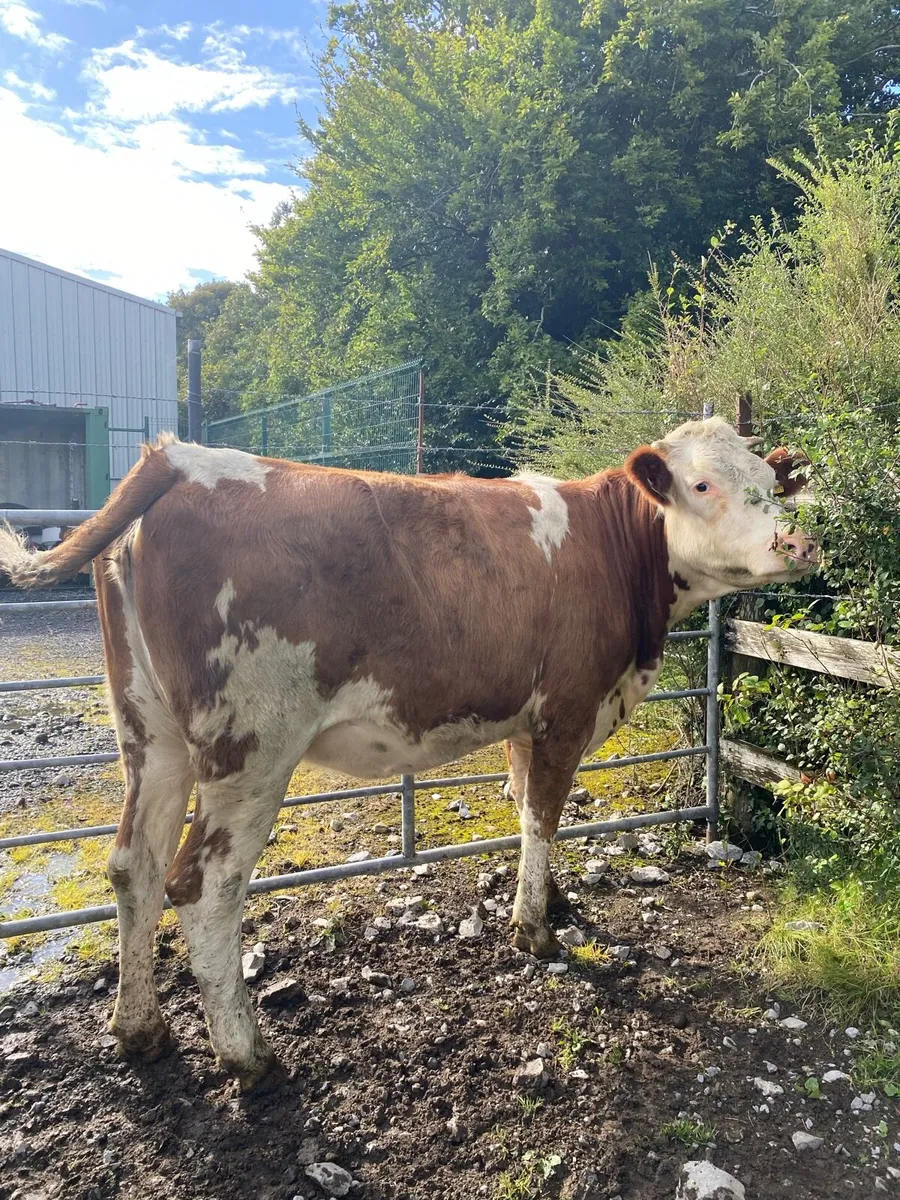 ⭐️ Simmental First Calver⭐️ - Image 1