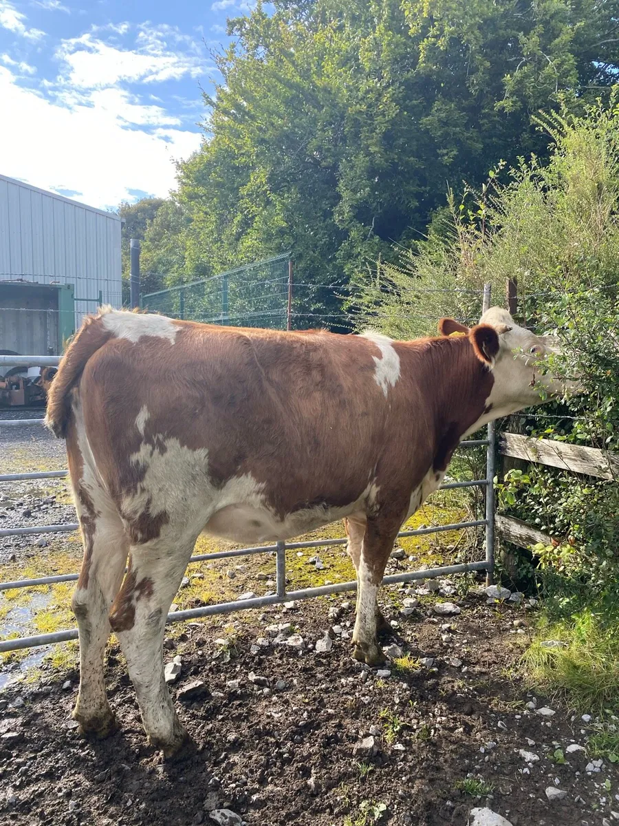 ⭐️ Simmental First Calver⭐️ - Image 2