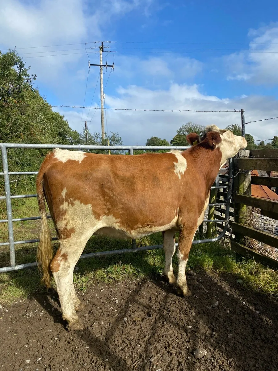 ⭐️ Simmental First Calver⭐️ - Image 3