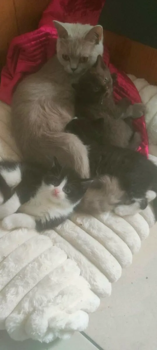 Kittens